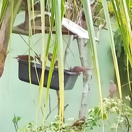 Paraiso Aconchegante Casa Espacosa E Muito Verde Caraguatatuba Zewnętrze zdjęcie