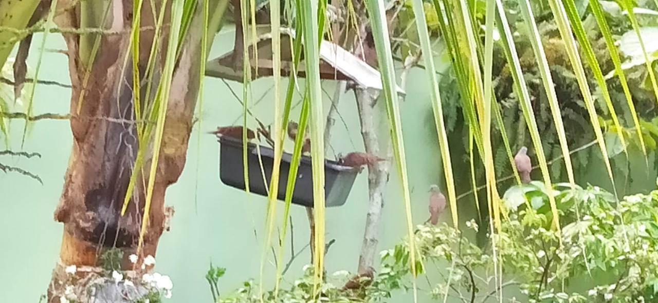 Paraiso Aconchegante Casa Espacosa E Muito Verde Caraguatatuba Zewnętrze zdjęcie